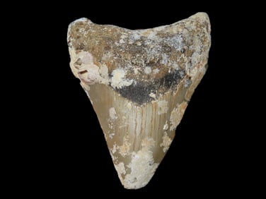2 3/4" Fossilized Megalodon Shark Tooth, FL
