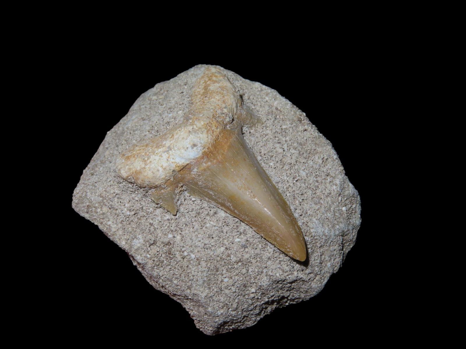 2 Sharks Teeth Fossil, Matrix, Africa: 2 Sharks Teeth Fossil, Matrix, Africa