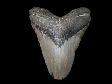 4 5/8" Megalodon Fossilized Shark Tooth, FL