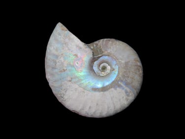 1 7/8" Iridescent Ammonite Fossil