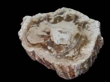 2 5/8" Nice Piece of Petrified Wood, Polished