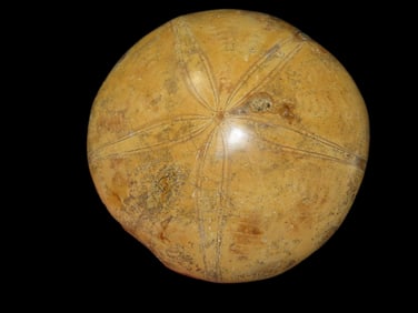 3 1/2" Sea Urchin Starfish Fossil, Madagascar, Jurassic Period, 60 Million Years Old