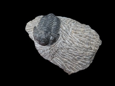 2 3/8" Proteus Trilobite