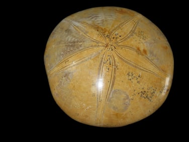 3 3/4" Sea Urchin Starfish Fossil, Madagascar Jurassic Period, 160 Million Years Old