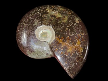 3 1/4" Highly Polished Ammonite Fossil, Iridescent with Striking Color