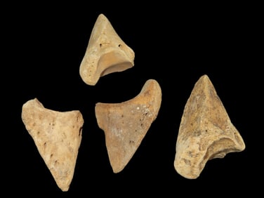 Lot of 4 Fossil Bison Third Phalanges, Toe Bones