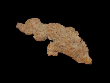 3 1/2" Coprolite Fossilized Dinosaur Poop, MAdagascar, 100 Million Years Old