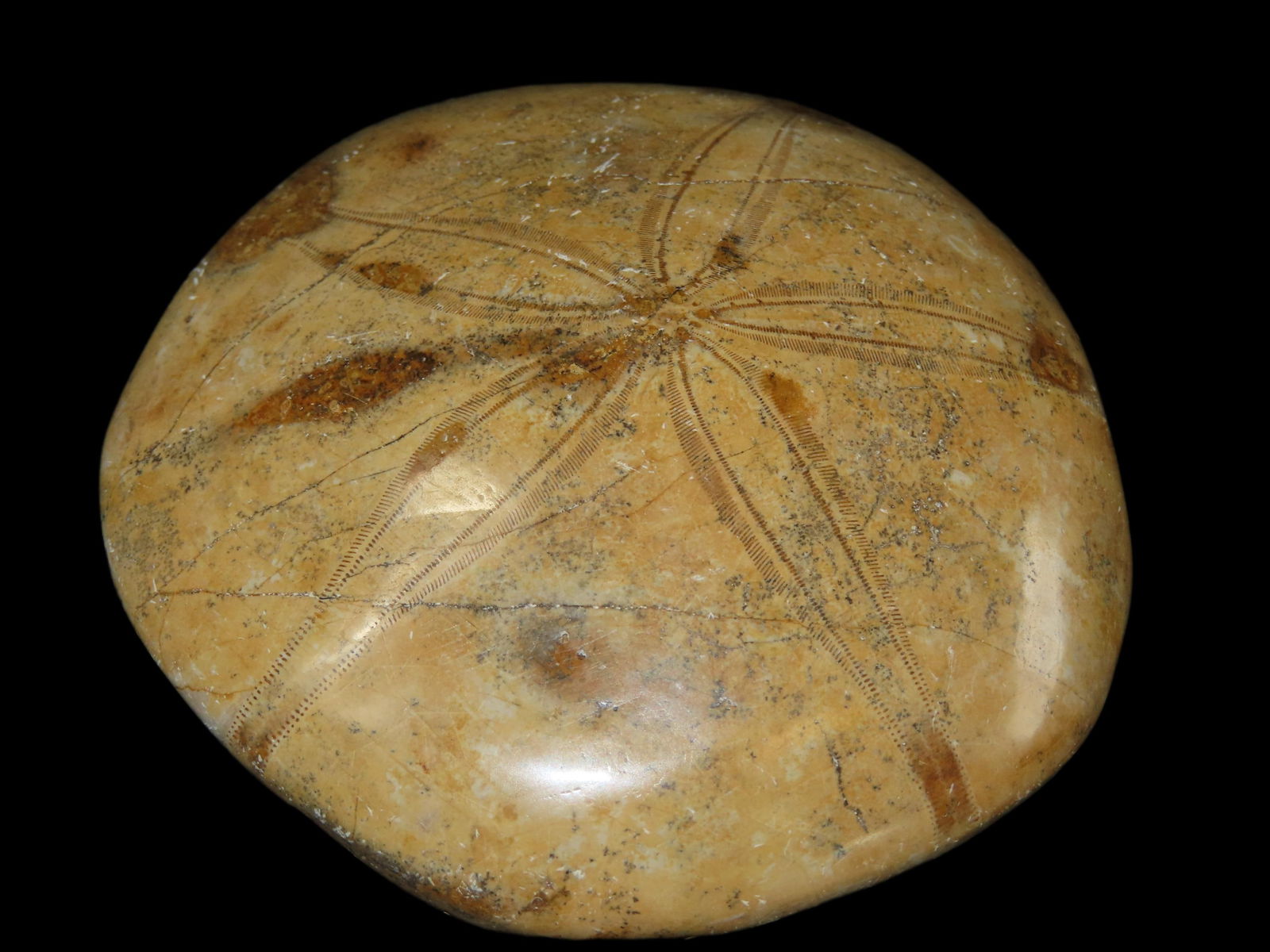 3 5/8" Sea Urchin Starfish Fossil, Jurassic Period, 160 Million Years Old, Madagascar: 3 5/8" Sea Urchin Starfish Fossil, Jurassic Period, 160 Million Years Old, Madagascar