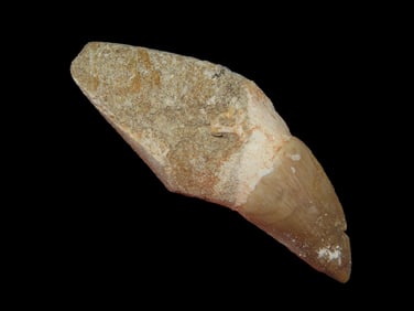 2 3/4" Mosasaurus Dinosaur Tooth, 66 Million Years Old, Morocco
