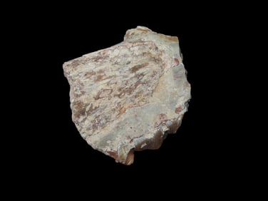 1 5/8" Cretaceous Era Mammal Tooth/Jaw Fossil, 66/65 Million Years Old