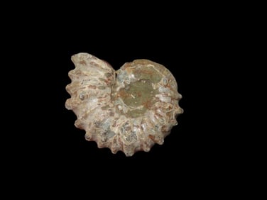 1 1/2" Tractor Ammonite Fossil Douvilleiceras Mid Late Cretaceous