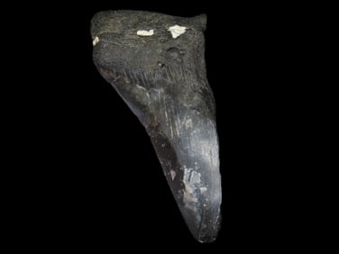4 1/2" Fossilized Shark Tooth Half, South Carolina, USA