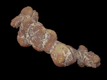 3 1/4" Coprolite Fossilized Dinosaur Poop, Madagascar