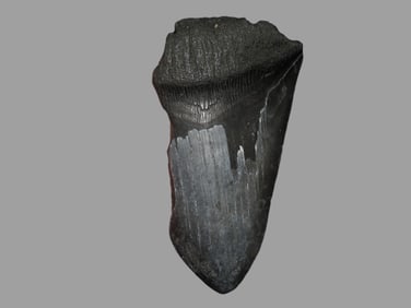 3 1/2" Fossilized two-thirds of a Megalodon Shark Tooth, South Carolina USA