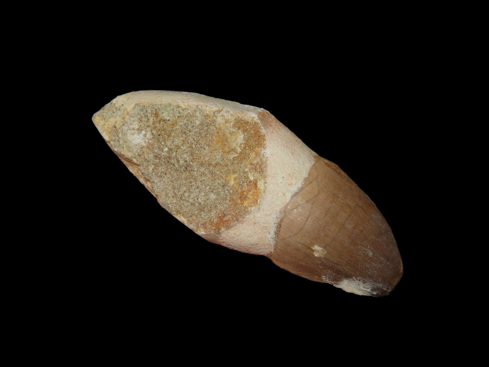 2 1/2" Mosasaur Prognathodon Fossil Rooted Dinosaur Tooth, 66 Million Years Old, Morocco: 2 1/2" Mosasaur Prognathodon Fossil Rooted Dinosaur Tooth, 66 Million Years Old, Morocco
