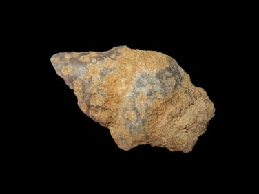 1 7/8" Arrowhead, Nassau Co., FL