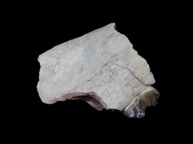 1 1/2" Cretaceous Era Tooth/Jaw Fossil, 66/65 Million Years Old