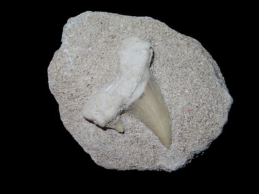 2 3/8" Shark Tooth Fossil in Matrix, Africa