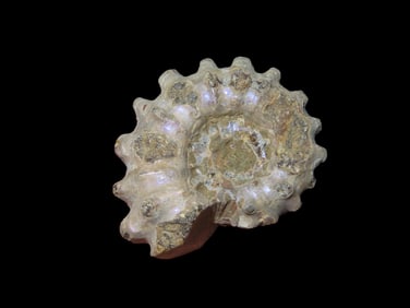 1 3/4" Tractor Ammonite Fossil Mid-Late Cretaceous Period
