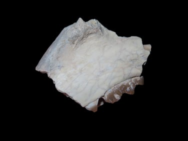 1 1/2" Cretaceous Era Mammal Tooth/Jaw Fossil, 66/65 Million Years Old