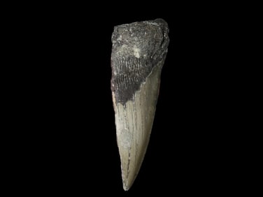 5 1/4" Megalodon Fossilized Shark Tooth Half, FL