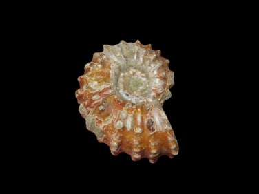 1 3/4" Tractor Ammonite Douvilleiceras Mid-Late Cretaceous