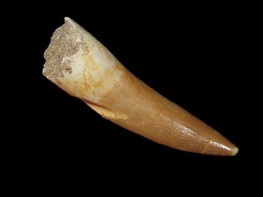1 7/8" Plesiosaur Fossil, Dinosaur Tooth, 100 Million Years Old Cretaceous