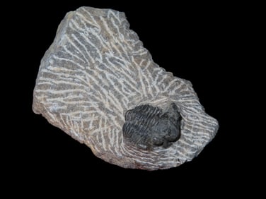 2 1/2" Devonian Spiny Otarion Trilobite Fossil 350-400 Million Years Old