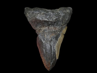 4 3/4" Fossilized Megalodon Shark Tooth, South Carolina