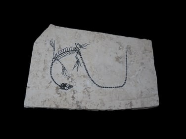 5 5/8" x 4 1/4" Keichousaurus Fossil, Extinct Marine Reptile, 210 Million Years Ago