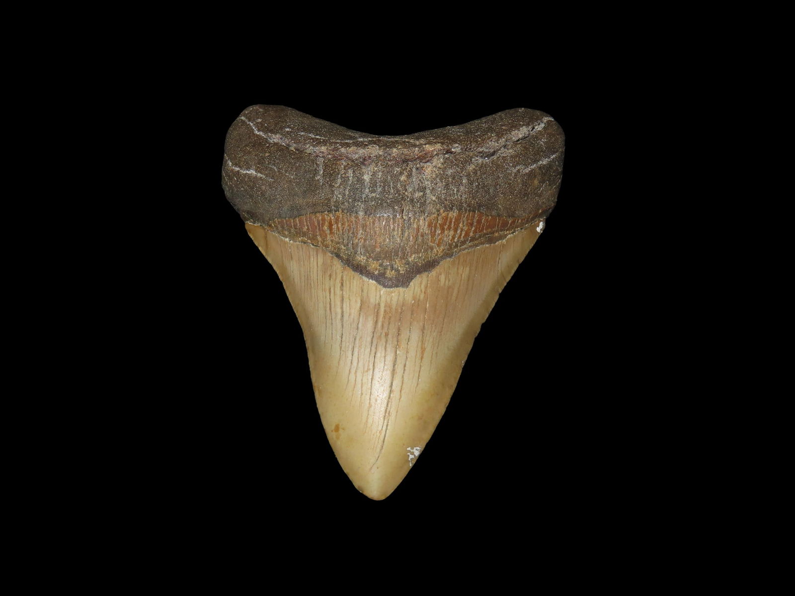 High Grade 4 1/2" Megalodon Tooth Fossil, Miocene and Pliocene Epochs, Roughly 23 to 3.6 milliion: High Grade 4 1/2" Megalodon Tooth Fossil, Miocene and Pliocene Epochs, Roughly 23 to 3.6 milliion years ago, Recovered via Diving in Florida