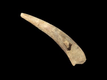 3 1/" Authentic Deer Antler Atlatl Hook, Nice Relic, Union Co. Illinois