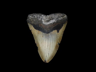 High Grade 4 13/16" Megalodon Tooth Fossil, Miocene and Pliocene epochs, rougly 23 to 3.6 million