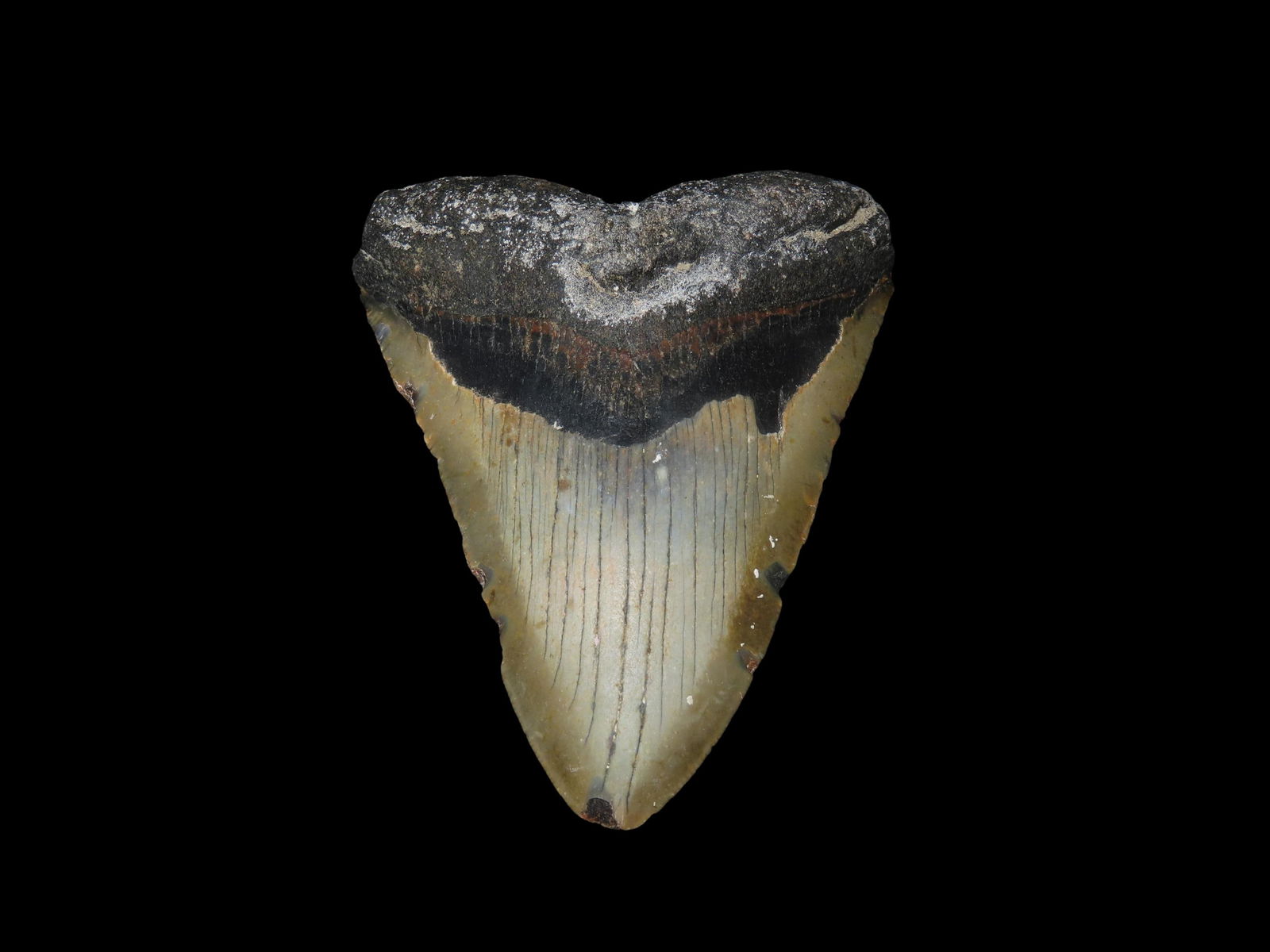 High Grade 4 13/16" Megalodon Tooth Fossil, Miocene and Pliocene epochs, rougly 23 to 3.6 million: High Grade 4 13/16" Megalodon Tooth Fossil, Miocene and Pliocene epochs, rougly 23 to 3.6 million years old. Recovered via diving in Florida