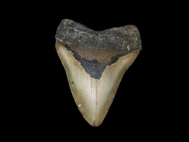 High Grade 4 15/16" Magalodon Tooth Fossil, Miocene and Pliocene Epochs, Roughly 23 to 3.6 million