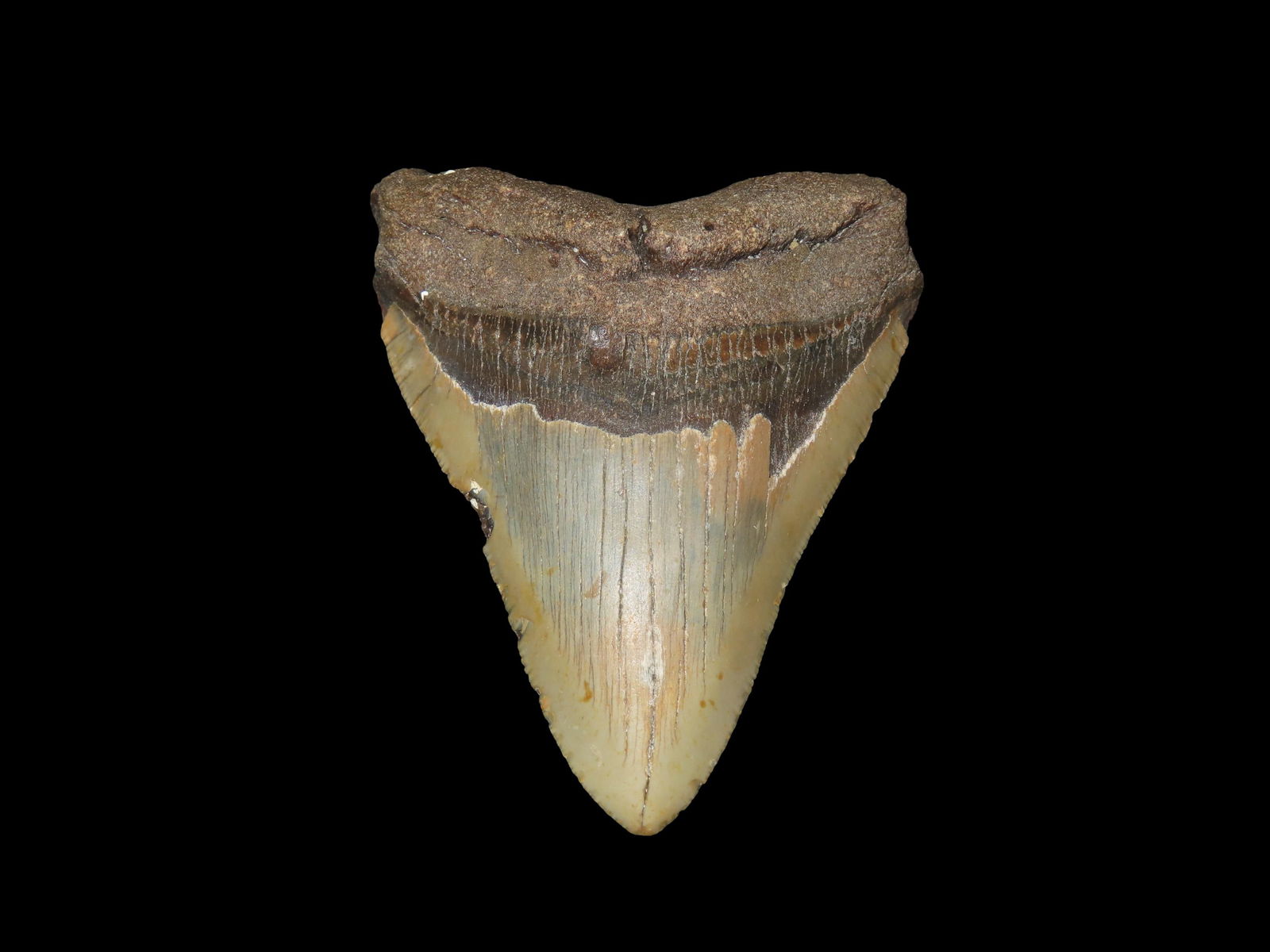 High Grade 4 13/16" Magalodon Tooth Fossil, Miocene and Pliocene Epochs, Roughly 23 to 3.6 million: High Grade 4 13/16" Magalodon Tooth Fossil, Miocene and Pliocene Epochs, Roughly 23 to 3.6 million years ago, Recovered diving in Florida