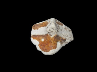 1 X 1 1/8" Shell Maskette Human Effigy Face, Found in Tennessee, Ex Mitch Lewis