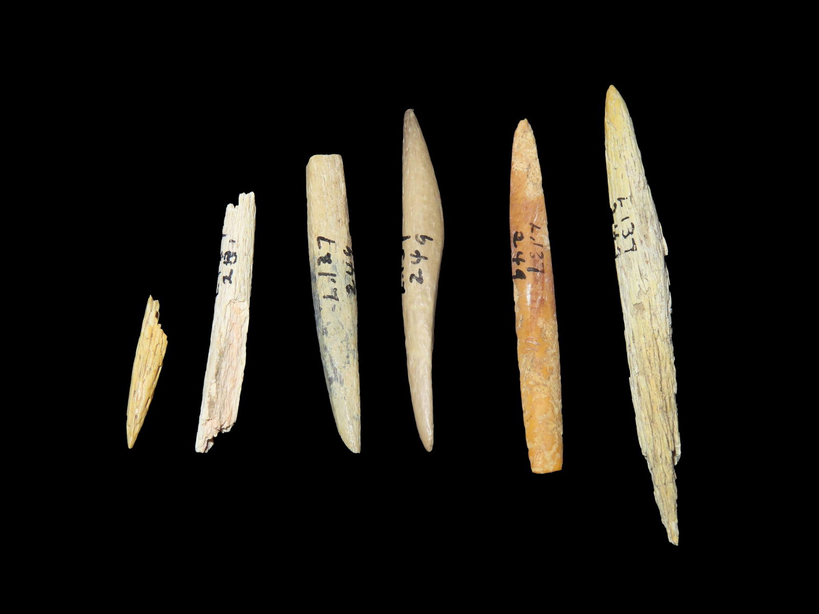 Selection of 5 Bone Awls/ Needles, Tenessee: Selection of 5 Bone Awls/ Needles, Tenessee