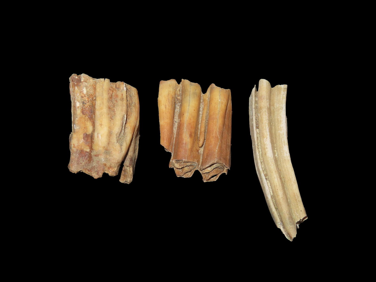 Set of Fossil Teeth Found in Rivers/ Streams of North Easter Missouri: Set of Fossil Teeth Found in Rivers/ Streams of North Easter Missouri