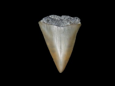 1 15/16" Mako Shark Tooth Fossil, Millions of Years Old, Found in Florida
