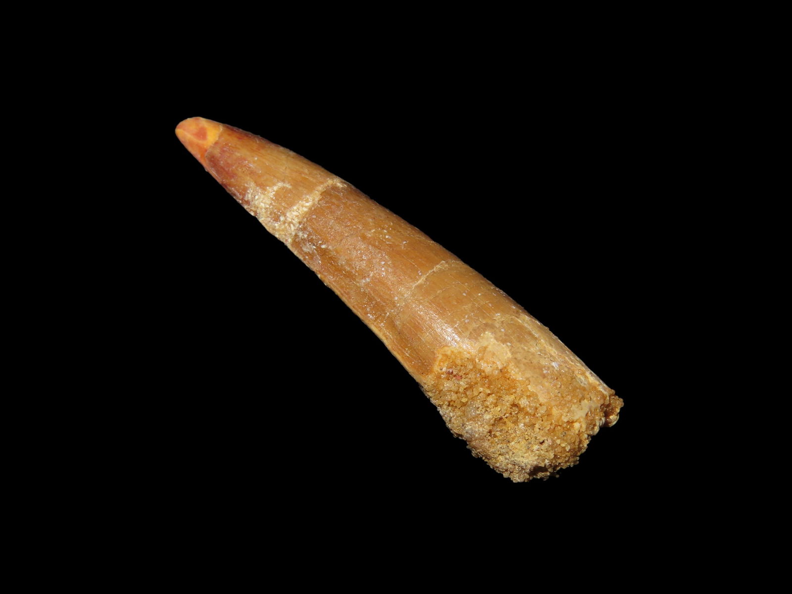 Spinosaurus Tooth Fossil, Upper Cretaceous Period, 112-72 Millions Years Ago, From Egypt: Spinosaurus Tooth Fossil, Upper Cretaceous Period, 112-72 Millions Years Ago, From Egypt