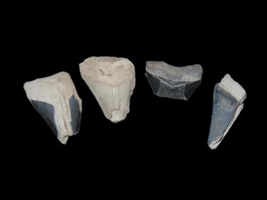 Rare Bone Valley Florida Shark Tooth Fossil