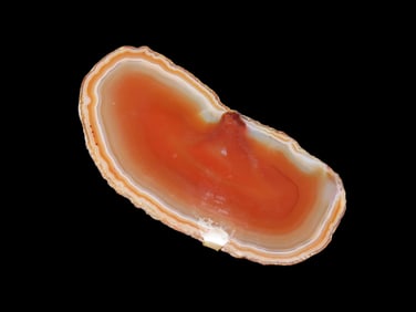 3 5/8" Sliced Petrified Wood Agate, Super Colorful