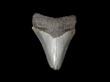3" Megalodon Shark Tooth Fossil, Found in Florida