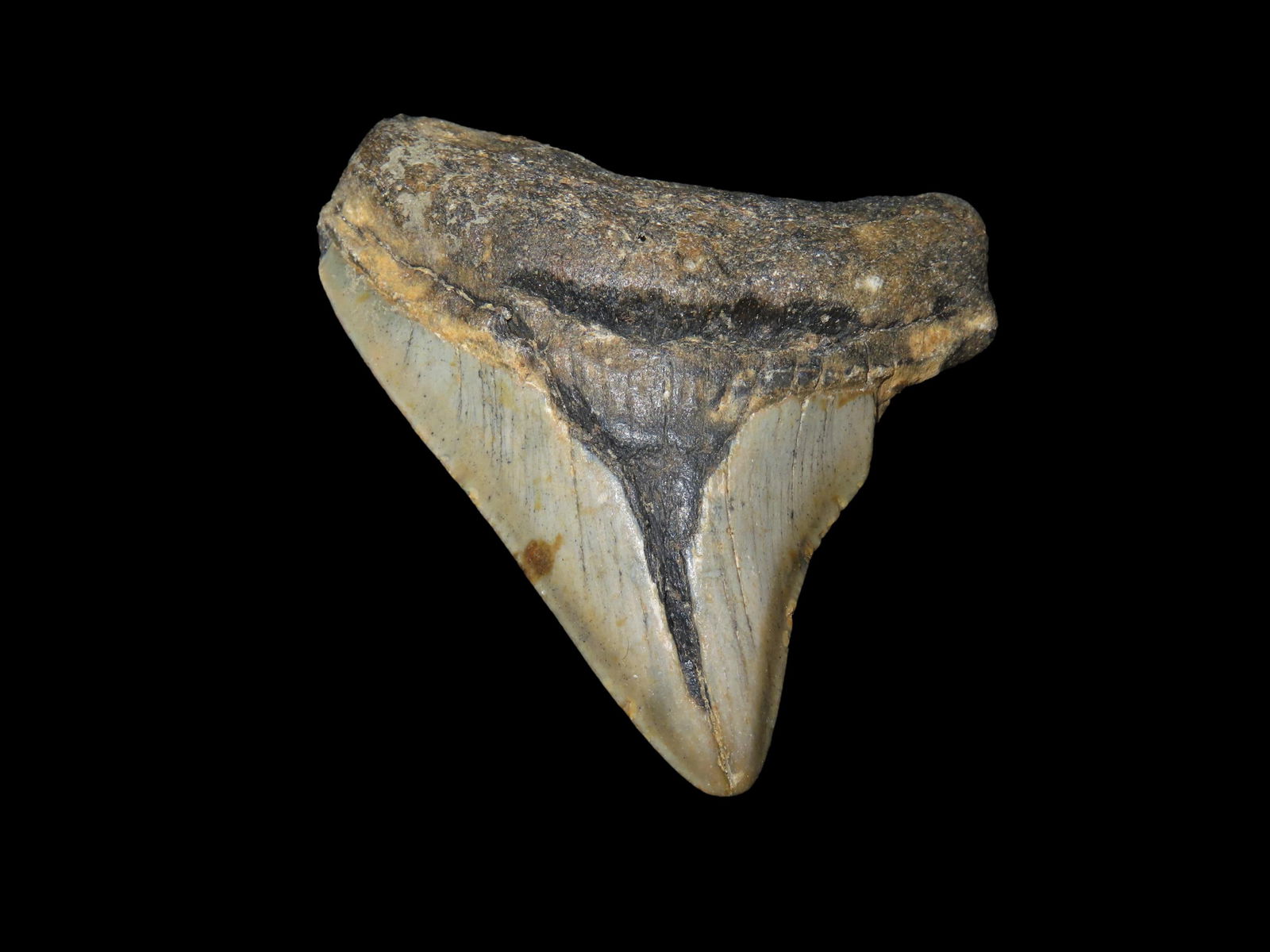 2 5/8" Megalodon Shark Tooth Fossil: 2 5/8" Megalodon Shark Tooth Fossil