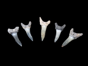 5 Quality Fossil Shark Teeth Found in the Peace River, Florida