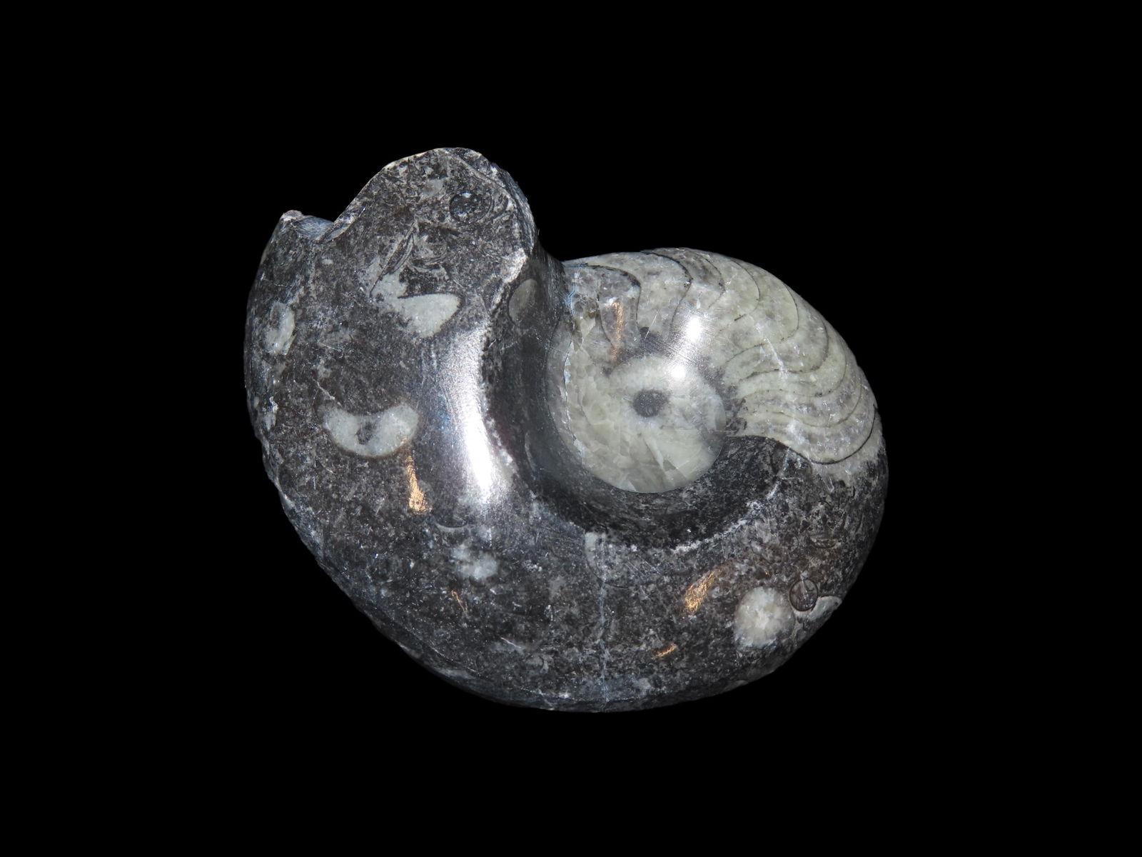 Ammonite Fossil, Paleozoic to Mesozoic Era, 408 to 65 Million Years Old (1 of 4)