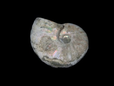 Outstanding Irridecent Cleoniceras Ammonite Fossil, 110 Million Years Old