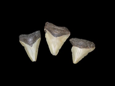 Set of 3 Megalodon Shark Tooth Fossils, Found in Florida