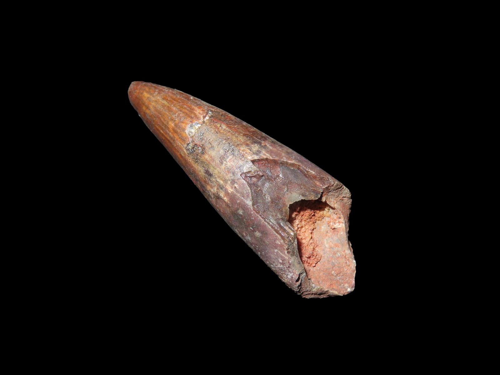 Spinosaurus Tooth Fossil, Upper Cretaceous Period, 112-72 Millions Years Ago, From Egypt: Spinosaurus Tooth Fossil, Upper Cretaceous Period, 112-72 Millions Years Ago, From Egypt
